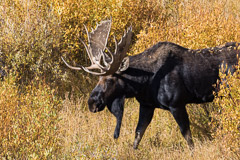 Moose at Willow Flats - Grand Teton NP