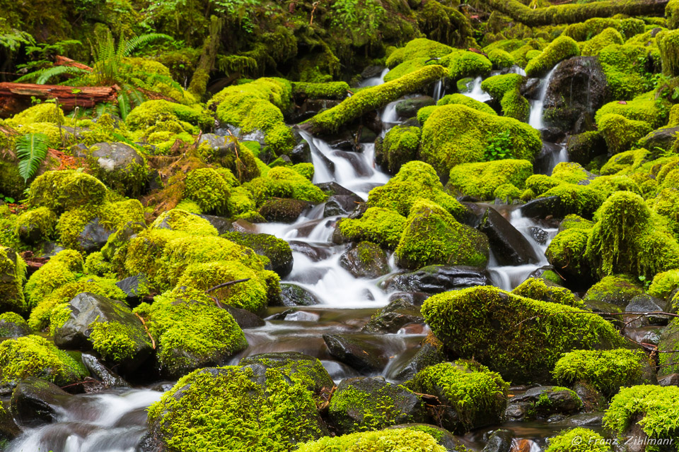 Cascading Waterfall, Sol Duc - Olympic National Park