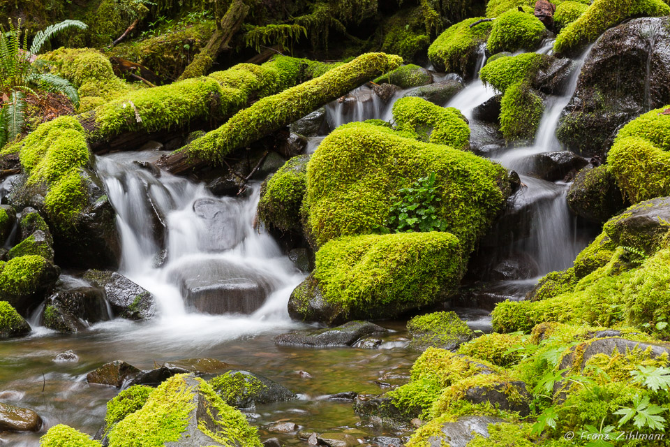 Cascading Waterfall, Sol Duc - Olympic National Park