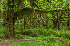Quinault Rainforest - Olympic National Park