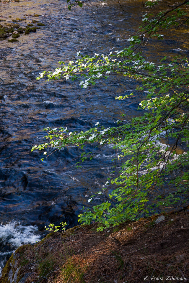 Dogwood - Yosemite National Park