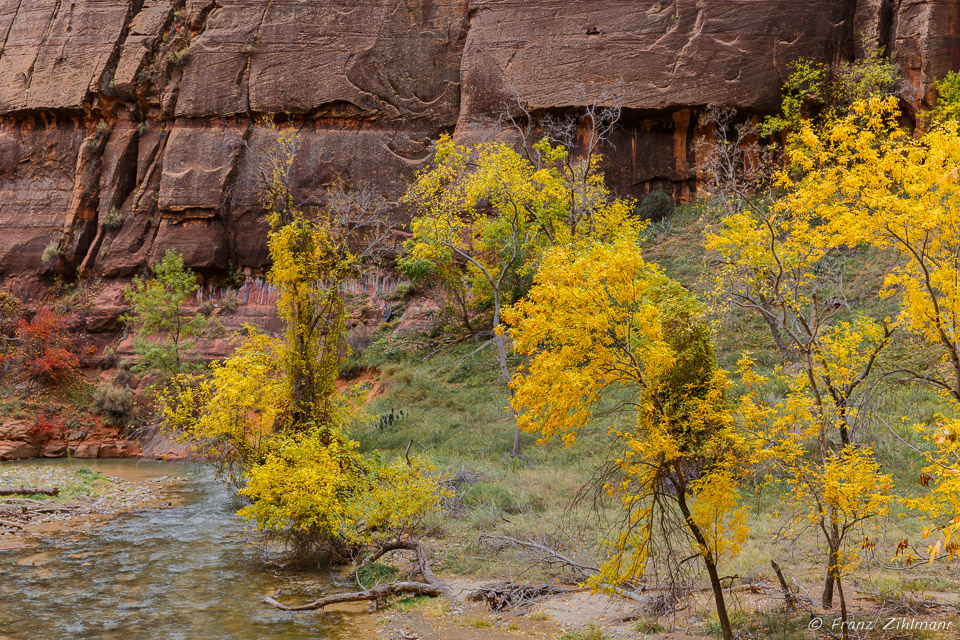 Turning Leaves – Zion National Park