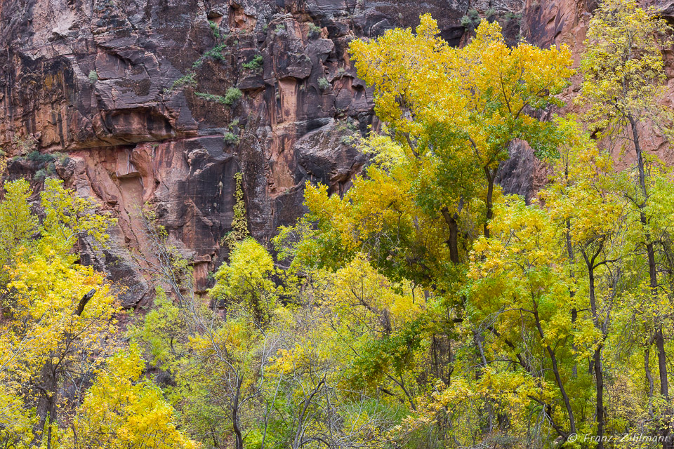 Turning Leaves – Zion National Park