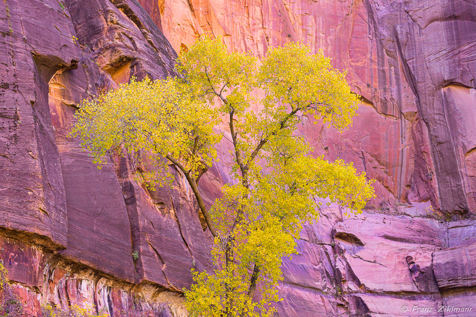 Turning Leaves – Zion National Park