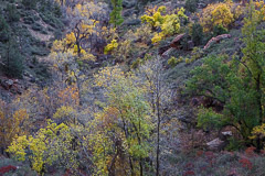 Turning Leaves – Zion National Park