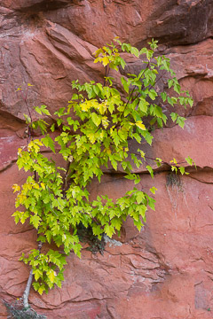 Turning Leaves – Zion National Park