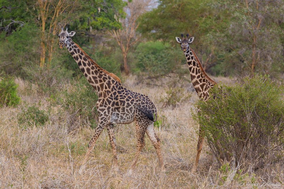 Giraffes - Tarangire NP, Tanzania