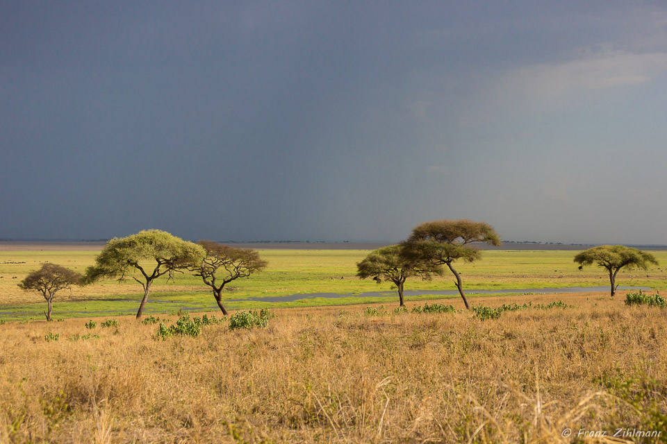 Tarangire NP, Tanzania