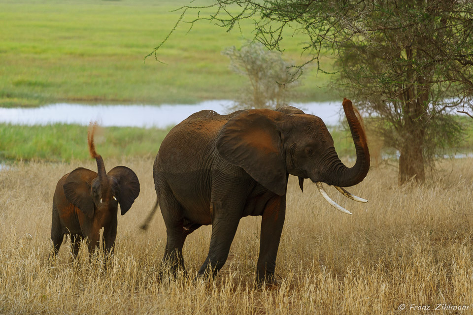 African Elephants - Tarangire NP, Tanzania