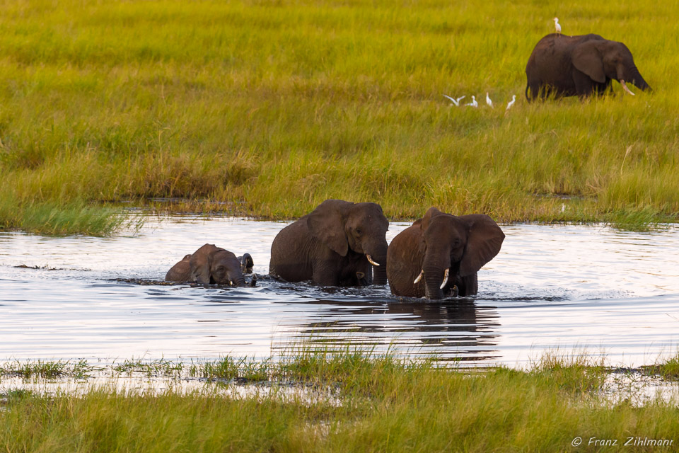 African Elephants - Tarangire NP, Tanzania