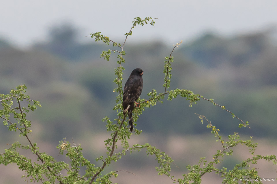 Gabar Goshawk - Tarangire NP, Tanzania