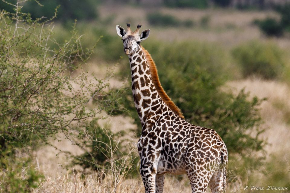 Giraffes - Tarangire NP, Tanzania