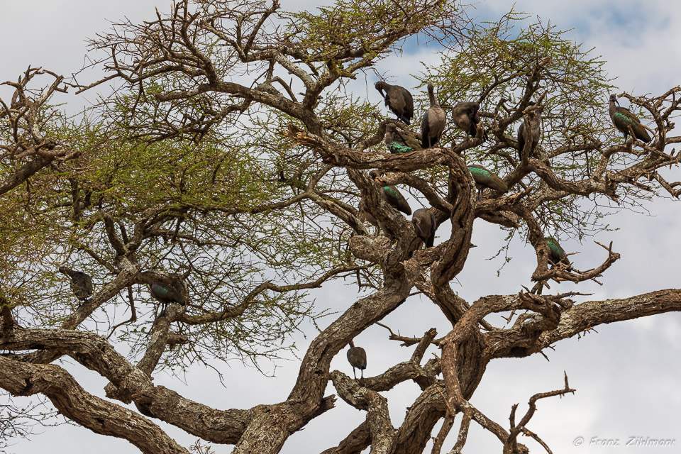 Hadada Ibis - Tarangire NP, Tanzania