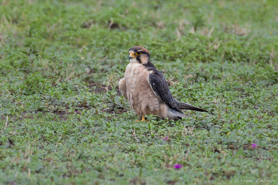 Lanner Falcon - Ngorongoro NP, Tanzania