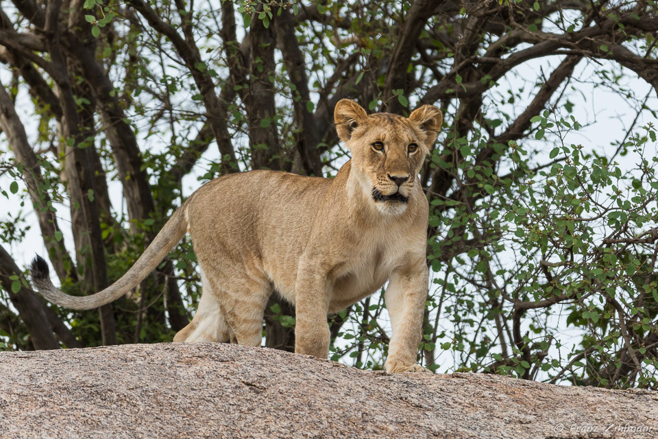 Southern Serengeti NP, Tanzania