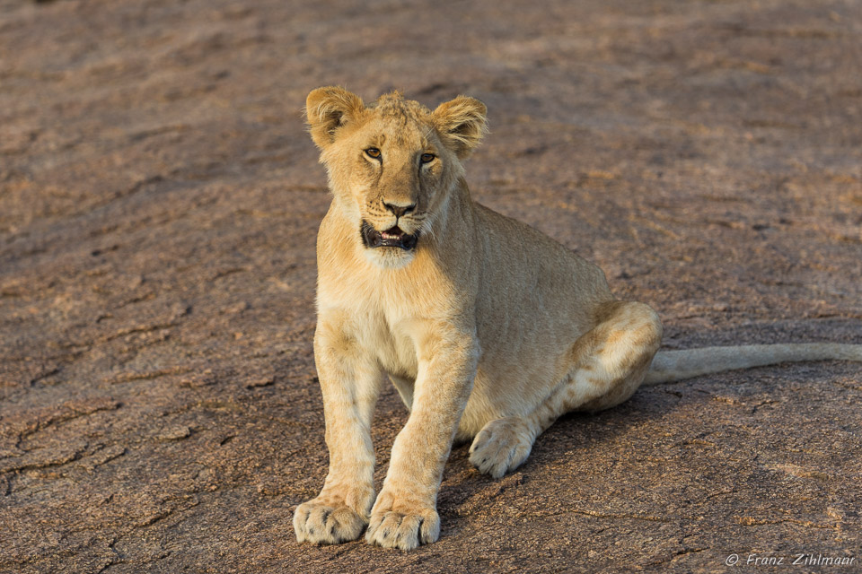 Cute Lion Juvenile - Southern Serengeti NP, Tanzania