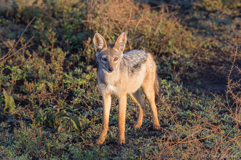 Black-backed Jackal - Southern Serengeti NP, Tanzania