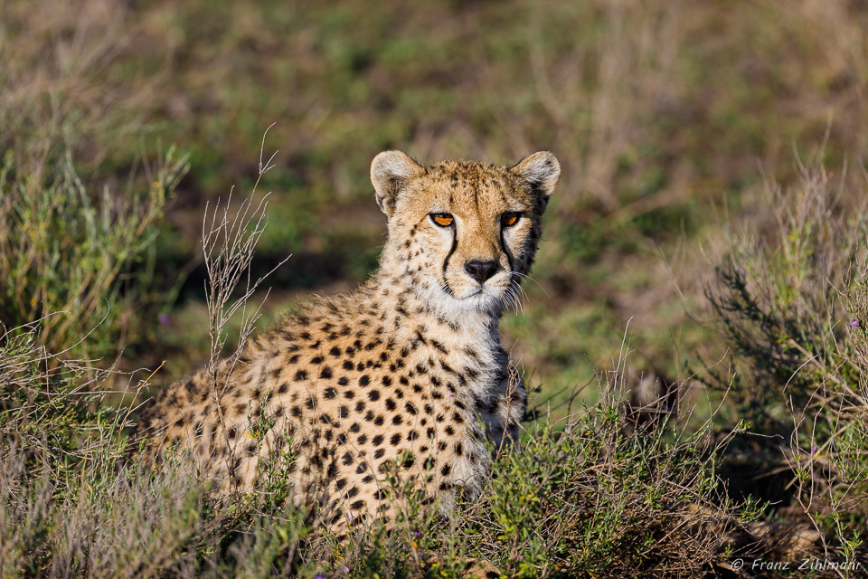 Cheetah - Southern Serengeti NP, Tanzania