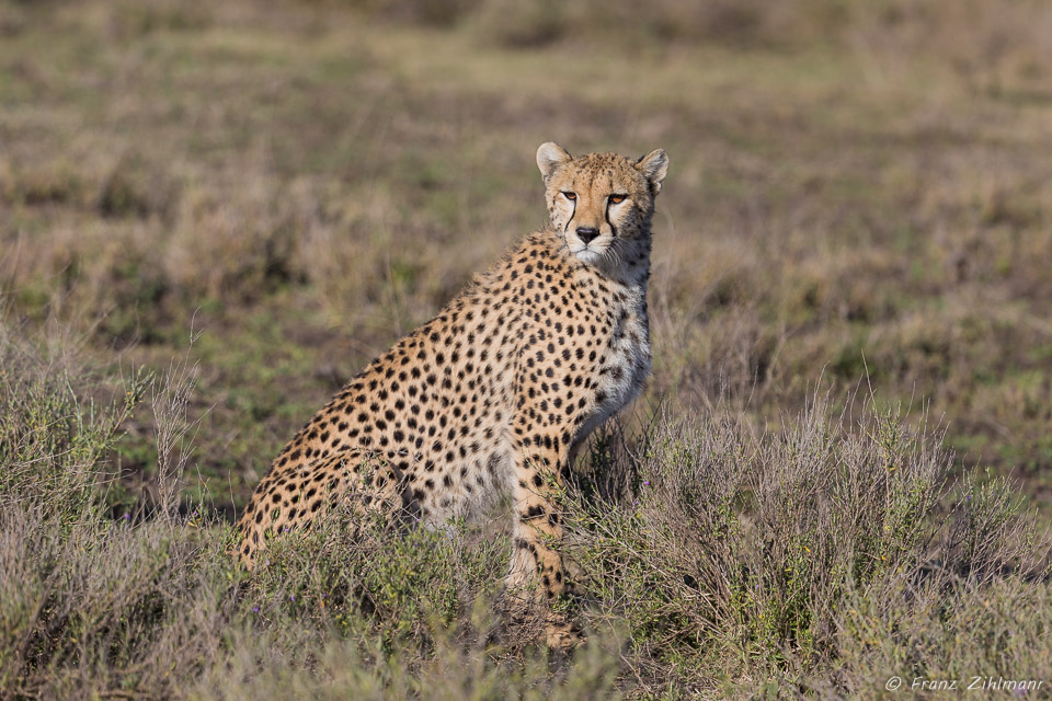 Cheetah - Southern Serengeti NP, Tanzania