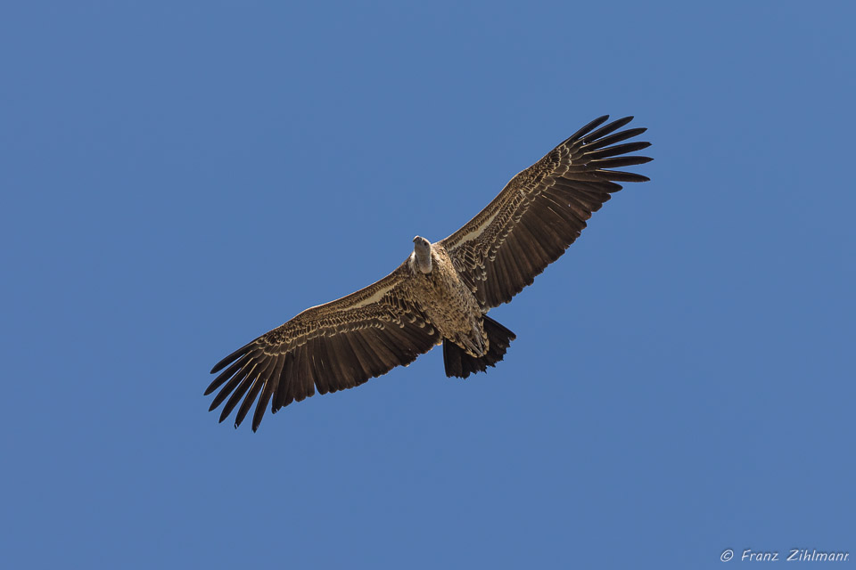 Ruppell's Griffon Vulture - Southern Serengeti NP, Tanzania