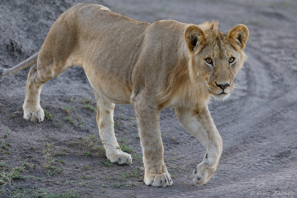 Southern Serengeti NP, Tanzania