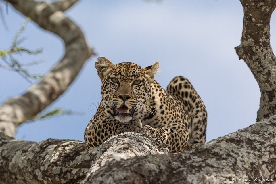 Namiri Plains, Serengeti NP, Tanzania