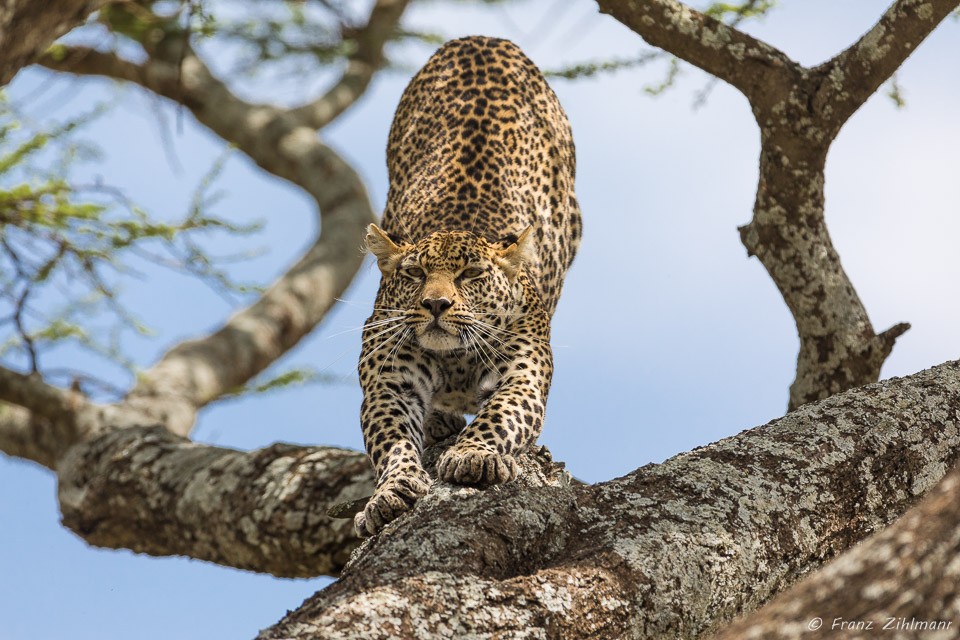 Namiri Plains, Serengeti NP, Tanzania