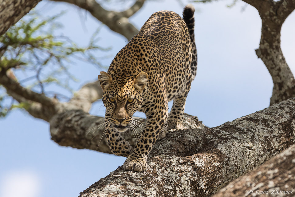 Namiri Plains, Serengeti NP, Tanzania