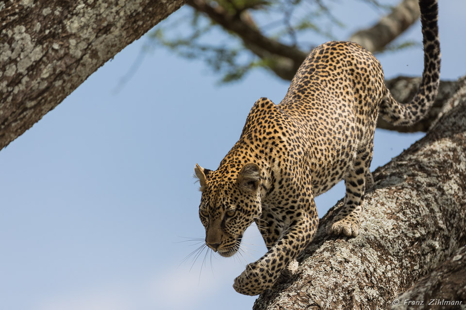 Namiri Plains, Serengeti NP, Tanzania