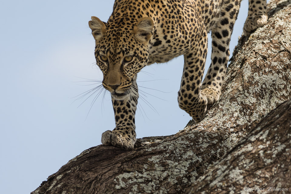 Namiri Plains, Serengeti NP, Tanzania