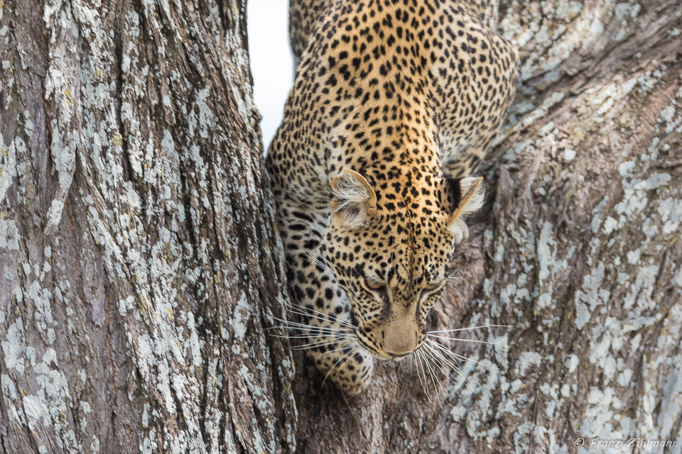 Namiri Plains, Serengeti NP, Tanzania