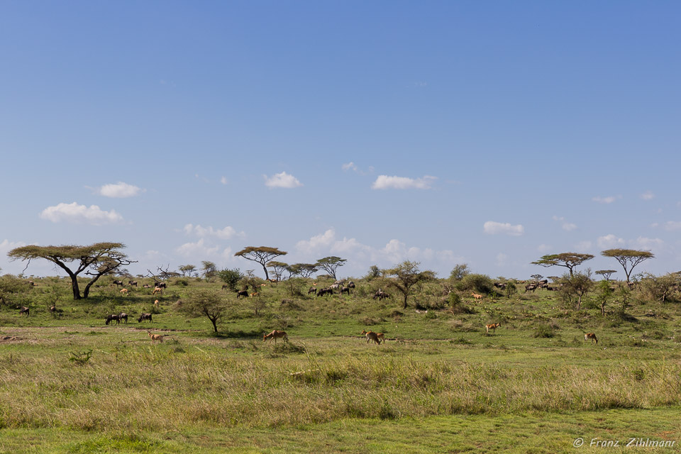 Namiri Plains, Serengeti NP, Tanzania