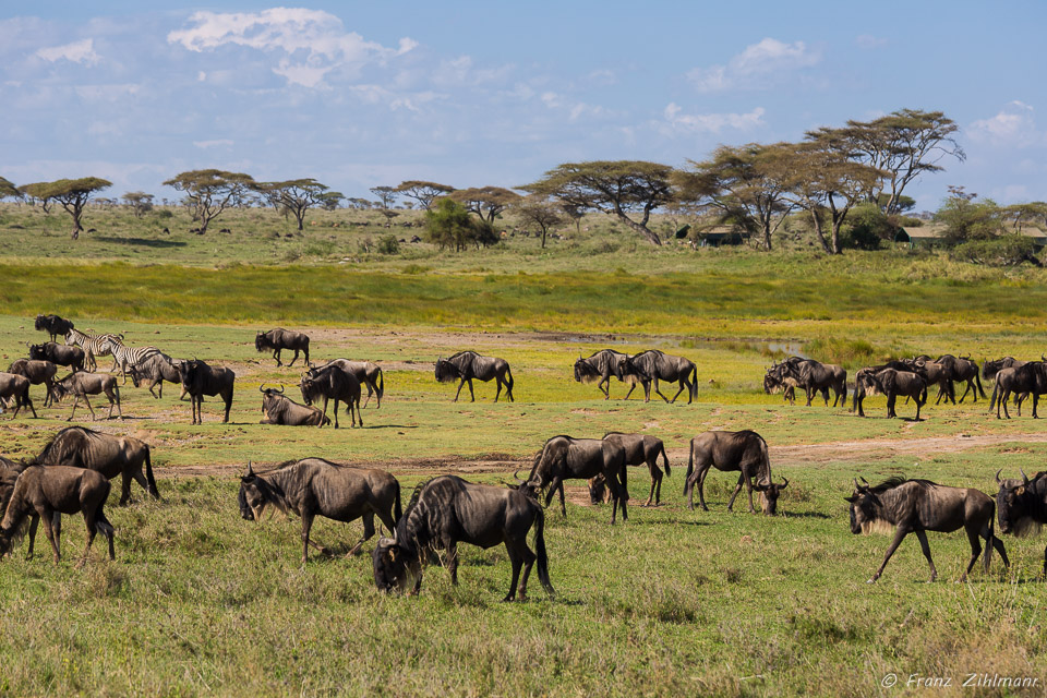 Wilderbeest - Namiri Plains, Serengeti NP, Tanzania