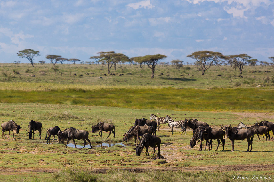 Wildebeest - Namiri Plains, Serengeti NP, Tanzania