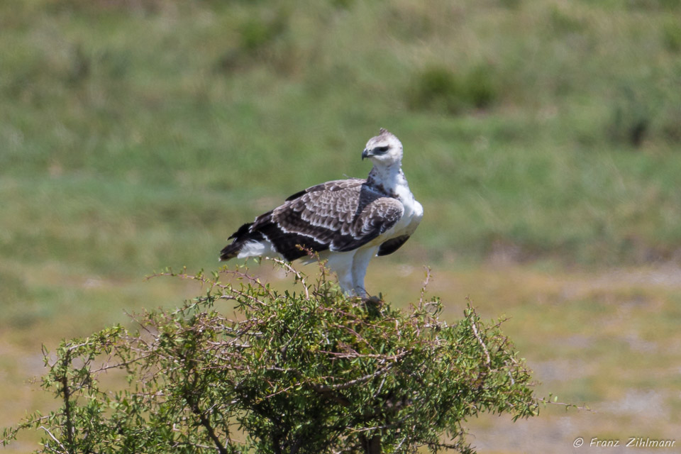 Immature Martial Eagle - Namiri Plains, Serengeti NP, Tanzania