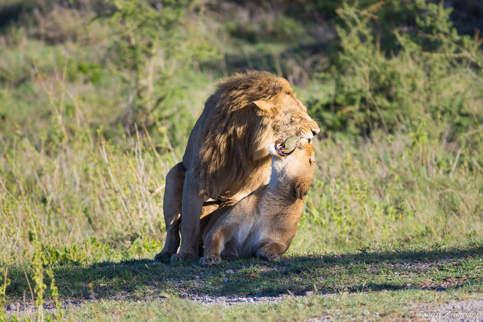 Mating Lions - Namiri Plains, Serengeti NP, Tanzania