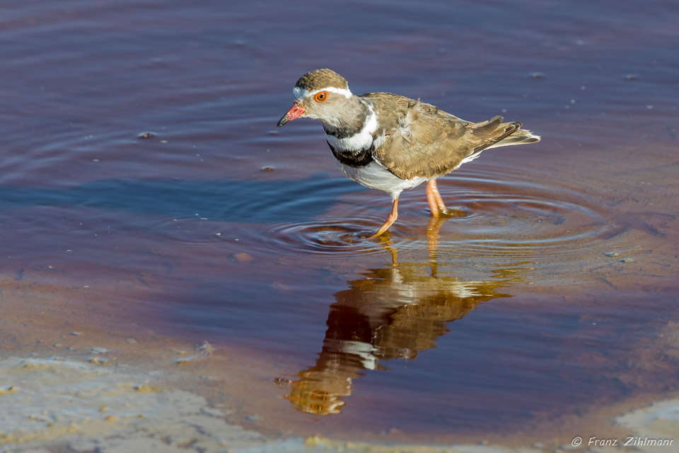 Three-banded Plover - Namiri Plains, Serengeti NP, Tanzania