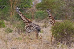 Giraffes - Tarangire NP, Tanzania