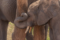 African Elephant - Tarangire NP, Tanzania (Composite Image)