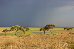 Tarangire NP, Tanzania