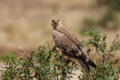 Tawny Eagle - Tarangire NP, Tanzania