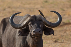African Buffalo - Tarangire NP, Tanzania