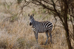 Common Zebra - Tarangire NP, Tanzania