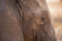 African Elephant - Tarangire NP, Tanzania
