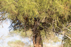 Lacy and fed Leopard.... Tarangire National Park - Tanzania