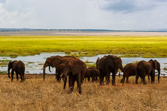 African Elephants - Tarangire NP, Tanzania