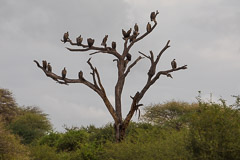 African White-backed Vultures - Tarangire NP, Tanzania