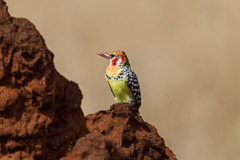 Red & Yellow Barbet - Tarangire NP, Tanzania