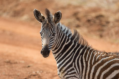 Zebra - Tarangire NP, Tanzania