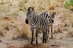 Zebras - Tarangire NP, Tanzania